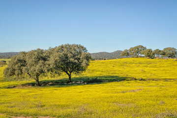 Cork trees on a field with yellow flowers