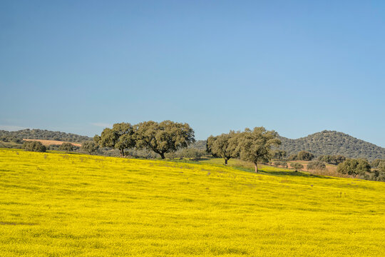 Cork trees on the slope of yellow field