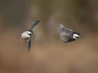 Chickadees taking off feeder and fighting with goldfinches
