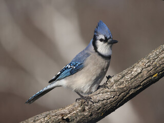 Blue Jay free for alls around the bird feeder