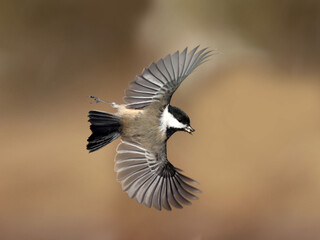 Chickadees taking off feeder and fighting with goldfinches
