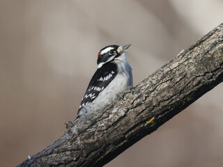 Downy Woodpecker taking off in flight from branch

