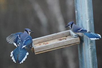Blue Jay free for alls around the bird feeder
