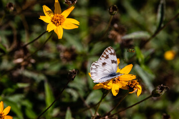 white butterfly on flower