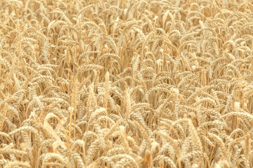 A field of young golden rye or wheat at sunset or sunrise. Texture. Background. Landscape.