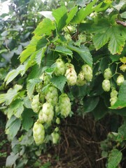 Humulus. green hop cones on a branch with leaves