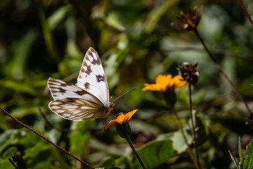 butterfly on a flower