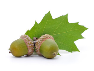 Green acorns on a leaf. © voren1
