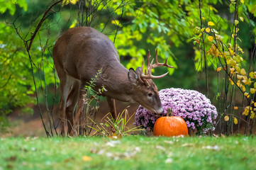 Young white-tailed male deer investigating residential backyard pumpkin and chrysanthemums