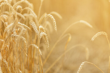 Close up of young golden rye or wheat at sunset or sunrise.