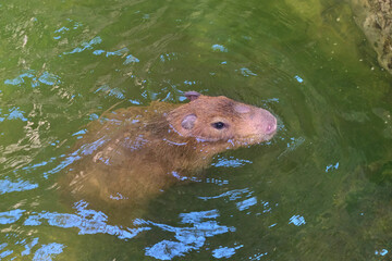 Capybara floating on water