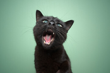 black cat with mouth wide open funny portrait on mint green background with copy space