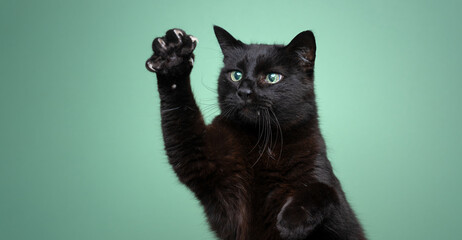 playful blind black cat raising paw showing claws on mint green background with copy space