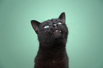cute black cat with overbite looking up curiously showing teeth on green background