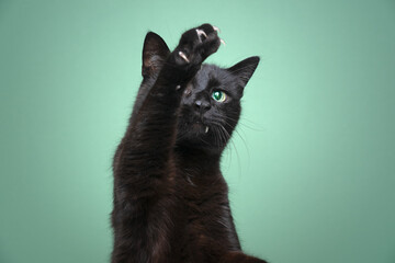 bling black cat playing raising paw showing claws on green background