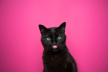 cute black cat likcing lips with pink tongue on magenta background with copy space