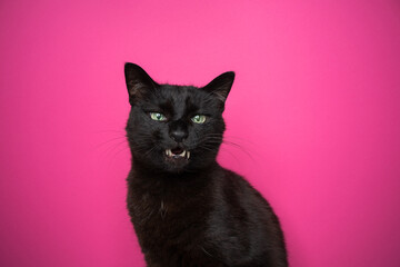 black cat making angry face showing teeth on pink background with copy space