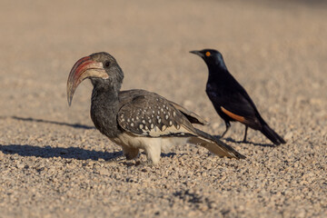 Ein Monteirotoko und ein Bergstar suchen in der kargen Landschaft nach Futter
