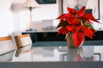Christmas flower plant poinsettia with traditional red leaves on table in modern dining room