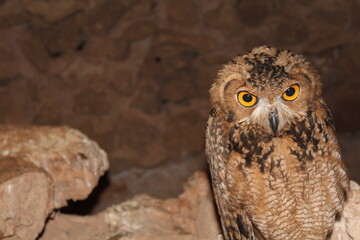 great  angry horned owl in autumn