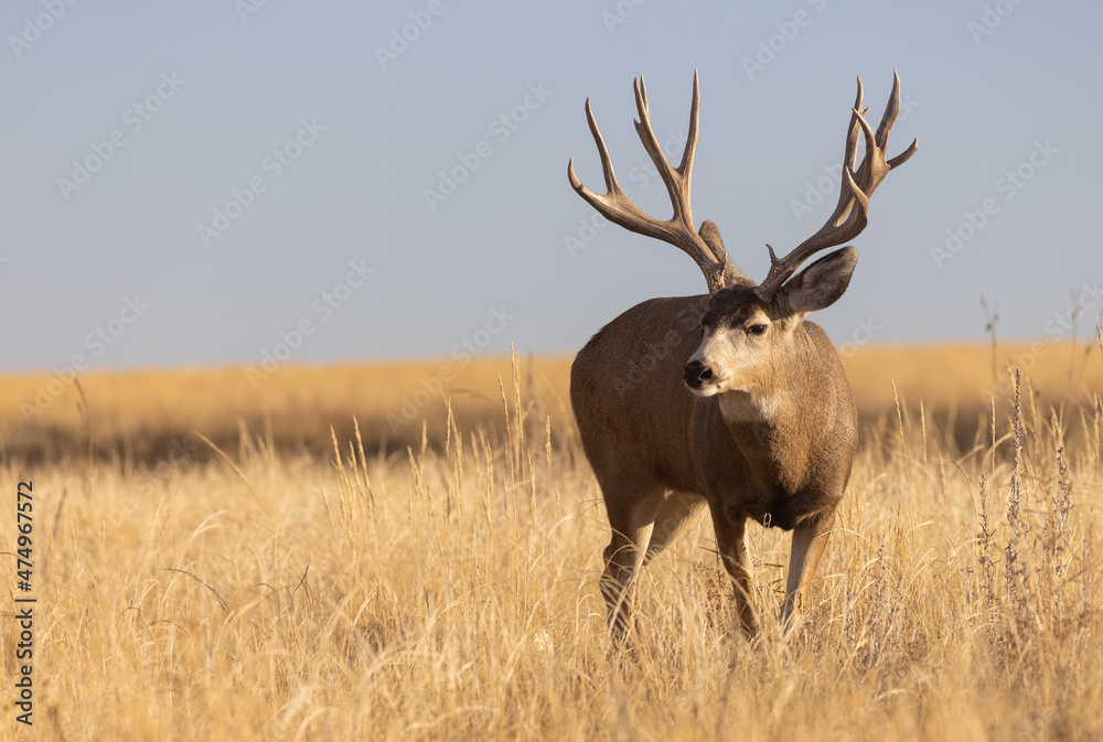 Poster Mule Deer Buck During the Rut in Colorado in Autumn