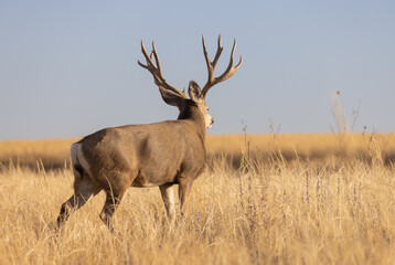 Mule Deer Buck During the Rut in Colorado in Autumn