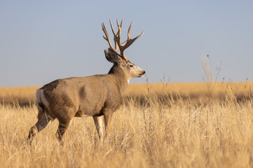Mule Deer Buck During the Rut in Colorado in Autumn