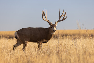 Mule Deer Buck During the Rut in Colorado in Autumn