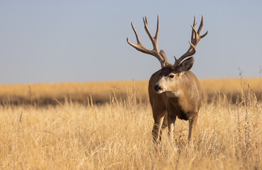 Mule Deer Buck During the Rut in Colorado in Autumn