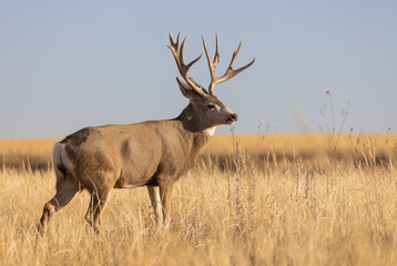 Mule Deer Buck During the Rut in Colorado in Autumn