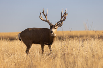 Mule Deer Buck During the Rut in Colorado in Autumn