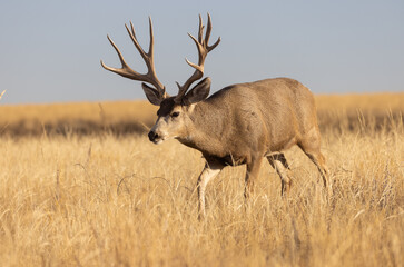 Naklejka na ściany i meble Mule Deer Buck During the Rut in Colorado in Autumn