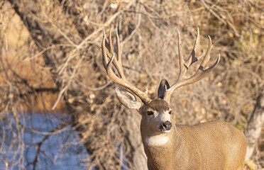 Mule Deer Buck During the Rut in Colorado in Autumn