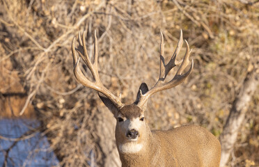 Mule Deer Buck During the Rut in Colorado in Autumn