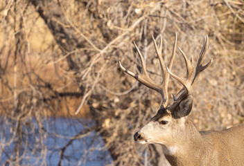 Mule Deer Buck During the Rut in Colorado in Autumn