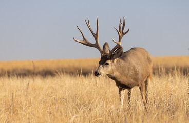 Mule Deer Buck During the Rut in Colorado in Autumn