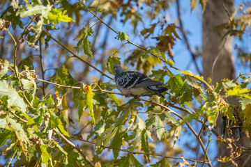pigeon perched on a sycamore tree branch
