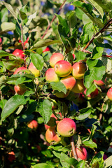 Obraz premium Ripe ruddy sweet apples on a tree branch, fresh fruit harvest in the garden. 