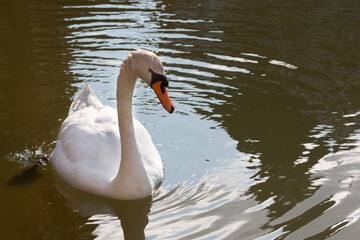White beautiful swan swims on a lake with green water in clear sunny weather