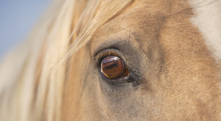 A portrait of a beautiful palomino Quarter Horse close up. Banner, expressive eye, white mane, no...