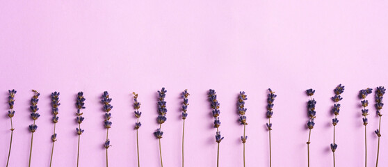 Beautiful lavender flowers on a purple background.