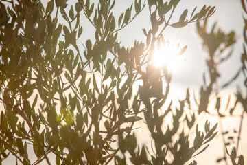 Branch of olive tree in sunlight