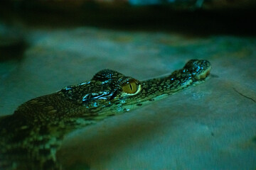 close up of a crocodile