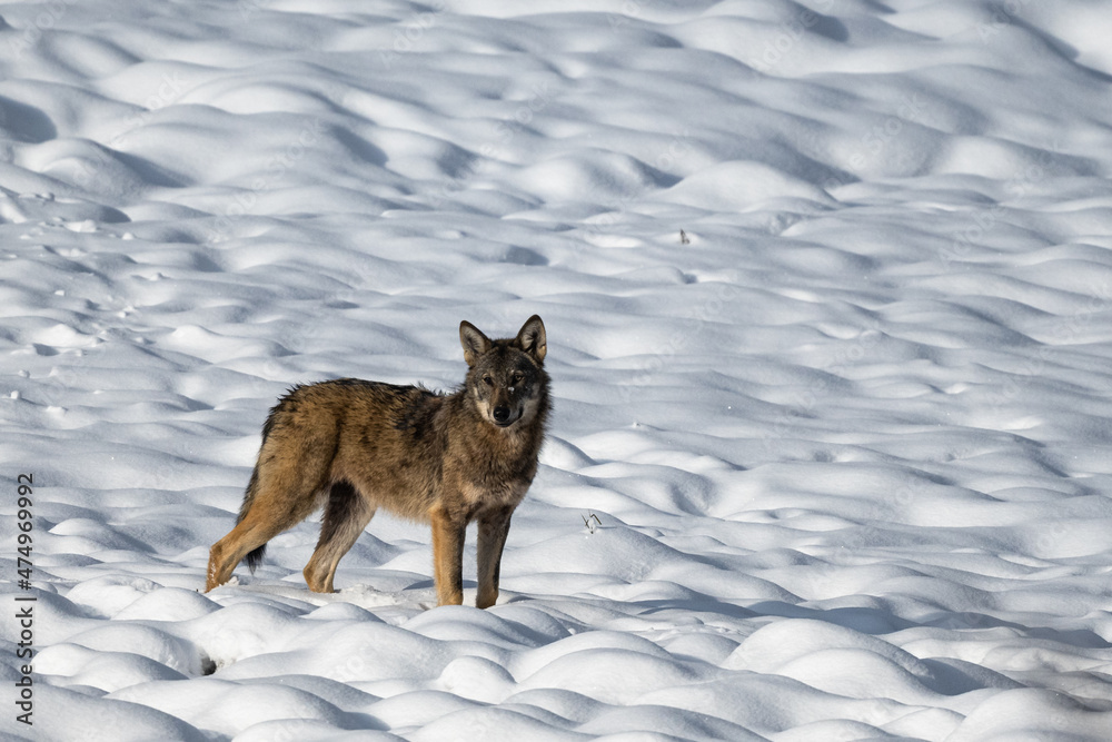 Wall mural Grey Wolf (Canis lupus) in the winter scenery.  Bieszczady Mountains, The Carpathians, Poland.