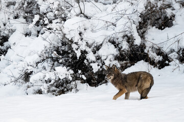Grey Wolf (Canis lupus) in the winter scenery.  Bieszczady Mountains, The Carpathians, Poland.