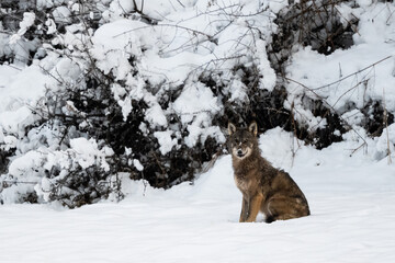 Grey Wolf (Canis lupus) in the winter scenery.  Bieszczady Mountains, The Carpathians, Poland.