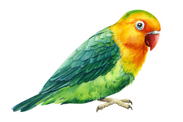Parrot, green and yellow bird on an isolated white background, watercolor illustration, hand drawing