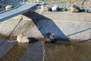 two beaver sitting by the water © Claudia Egger