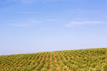 Olive tree field with blue sky and white clouds