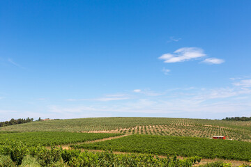 Fototapeta na wymiar Olive tree field with blue sky and vinefield in front